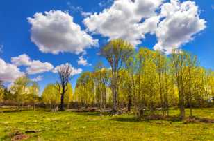 Spring Aspens on Boulder Mountain-0949